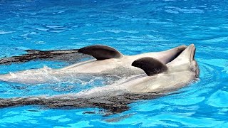 Dolphinarium in Batumi, Georgia