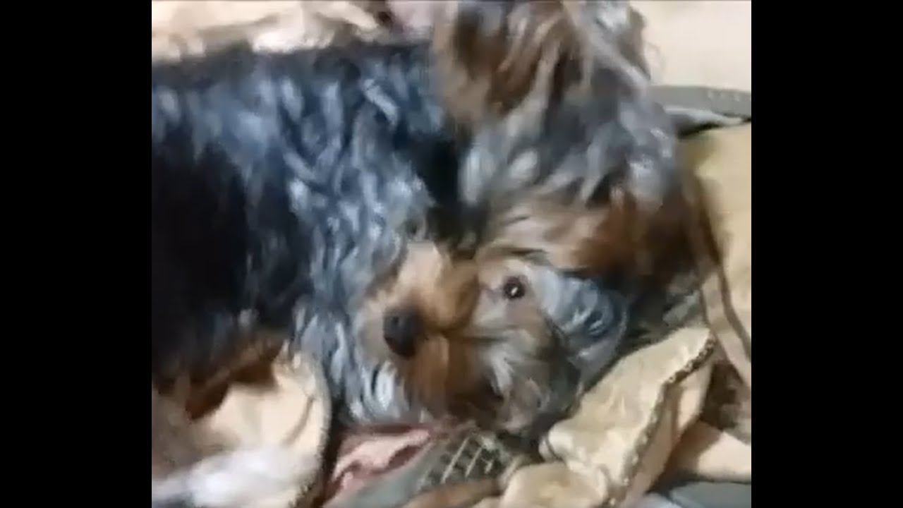 Batman licking Chewy - YouTube