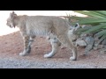 bobcat 001