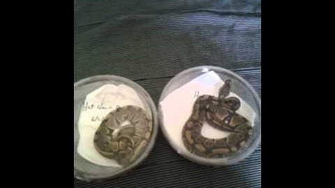 Unboxing video of my BALL PYTHONS ( 7/25/14) from royal constrictor designs