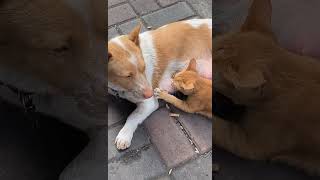 dog breast feeding a catfunny video