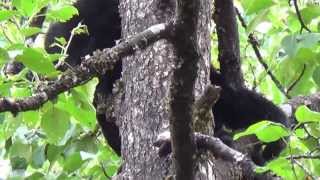 Black Bear In A Tree In Juneau Alaska At Mendenhall Glacier