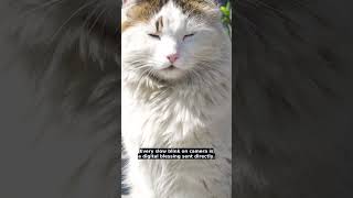 The Digital Throne Your Cat Secretly Built 🐱🐾