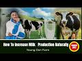HOW TO INCREASE MILK PRODUCTION NATURALLY | Dairy Farming Tips in Kenya | Young Don Farm