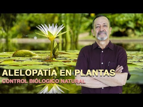 Vídeo: Diferencia Entre Alelopatía Y Antibiosis