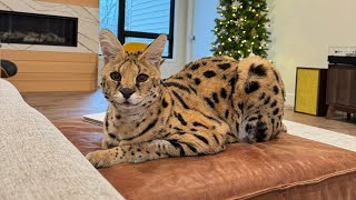 Seven Minutes of Chloe the Serval
