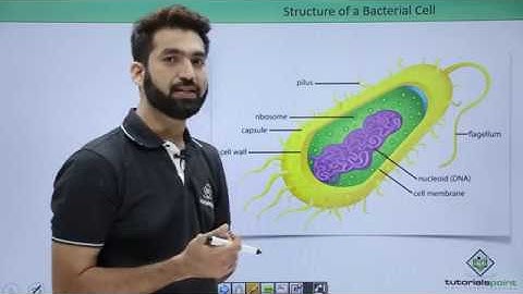 Class 11th – Kingdom Monera – Characters | Biological Classification | Tutorials Point