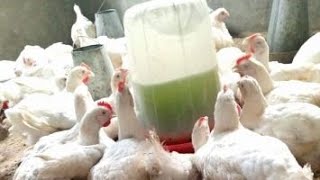 How to boost the immunity of your Poultry with Christmas melon leaf, chicken poultryfarming agric