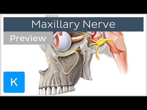 Video: Anatomie, Funkce A Diagram Větví Maxillary Nerve - Body Mapy