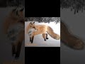 Painting Fox in the Snow in Acrylics | #shorts