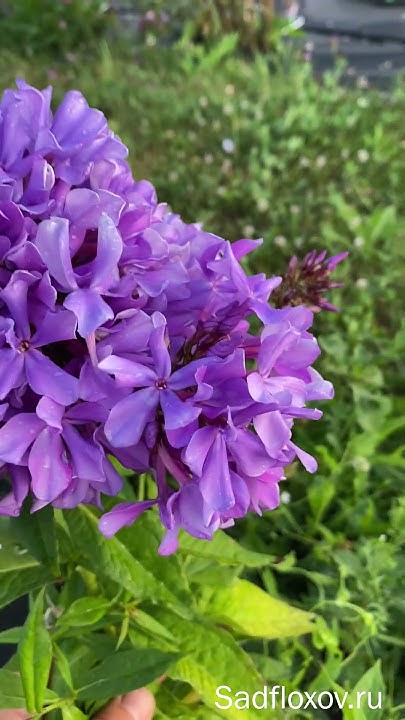 Флокс Гордость России - YouTube