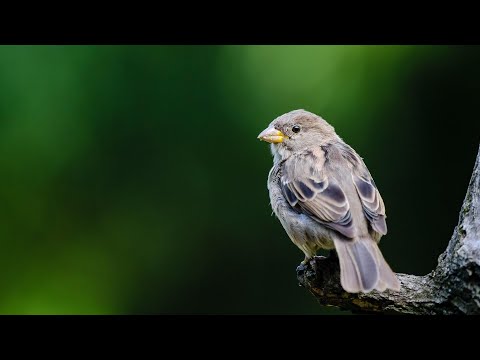 Wideo: Nazwy ptaków leśnych. Nazwa i gatunki ptaków. Ptaki Rosji