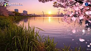 사라지는 봄빛 – 봄의 끝자락, 따뜻한 기억의 잔상 | Fading Spring Light – Sentimental Korean Lo-Fi Pop Ballad