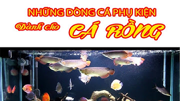 Những dòng cá phụ kiện nuôi chung Cá Rồng: Hoàng Đế, Hồng vỹ mỏ vịt, koi, hải tượng #arowana #carong
