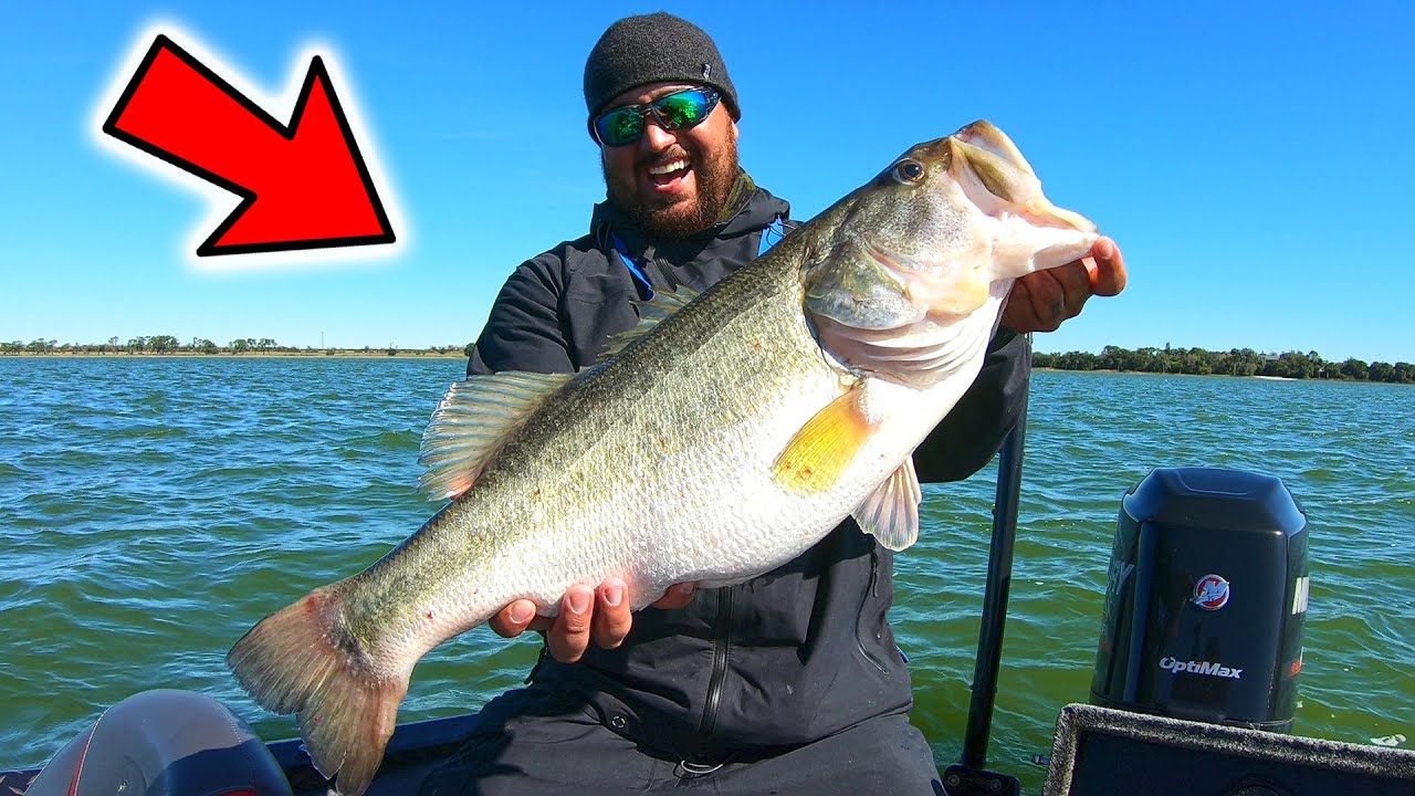 Buyer's Guide: Ned Rig Baits And Tips For Year Round Success! — Tactical  Bassin' - Bass Fishing Blog