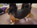 子犬に絡まれる成犬