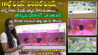 Pluffy Aquarium Fish Shop Vijayawada | Low Cost Fishes Medicines Available | Low Cost Aquarium