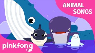 Song of the Whales | Animal Songs | Learn Animals | Pinkfong Animal Songs for Children screenshot 5