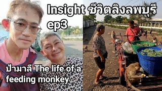 คุยกับ ป้ามาลี ให้อาหารลิงลพบุรี 12 ปี - Insight ชีวิตลิงลพบุรี ep3