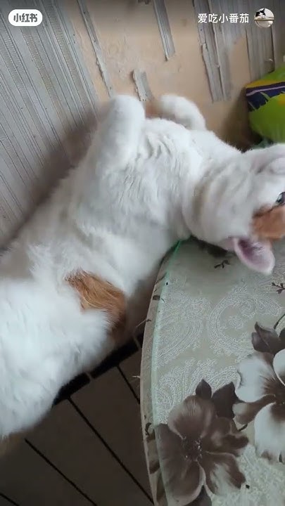 so-is-it-standing-or-lying-down-cat-cute-shortvideo-pets-youtube