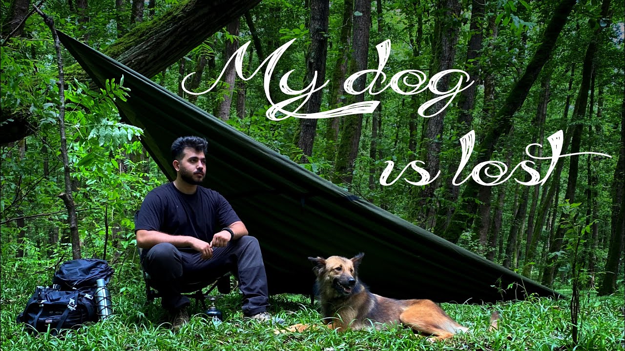 Building Bushcraft Shelter with My Dog: Solo Forest Camping Adventure ...