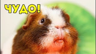 ЧТО СТАЛО С ЗУБАМИ ТОЛИКА? SvinkiShow ЧТО СТАЛО С ЗУБАМИ ТОЛИКА? SvinkiShow