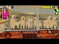 New Update Scary Teacher 3D Multi Guard Dogs New Chapter Android Game