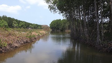 Sông nước - miệt vườn: Sức sống dưới những tán rừng Miệt Thứ