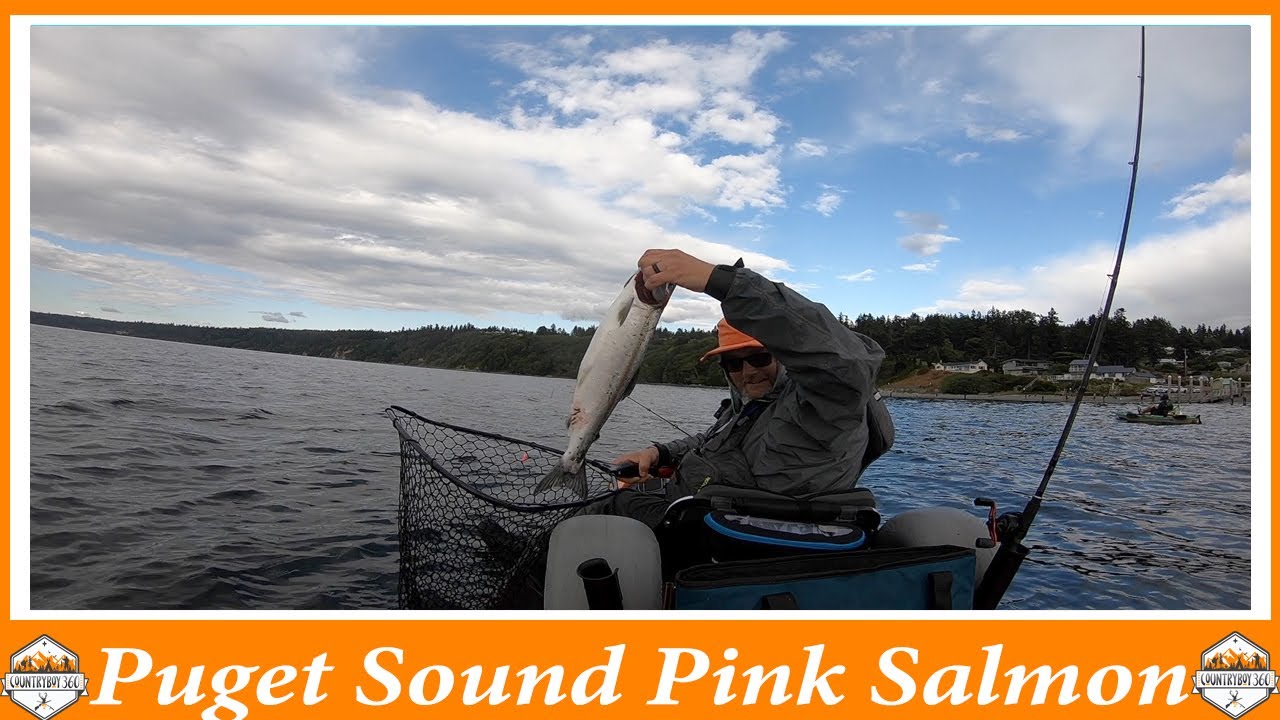 Quick Limit Of Pink Salmon In The Puget Sound Area 9 Whidbey Island Kayak Fishing