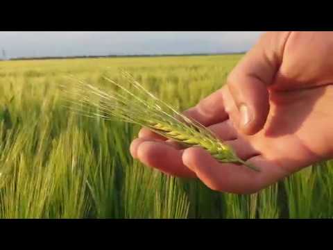 Канадский яровой ячмень