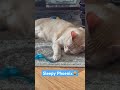 Cute amd sleepy Phoenix💕 #lovecats #cat #lovepets