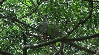 The Secret Life of Squirrels: Nature's Acrobats