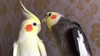 Parkit australia / Cockatiel nyanyi dan bicara