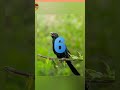 my new channel please my saput me amazing Koyal facts