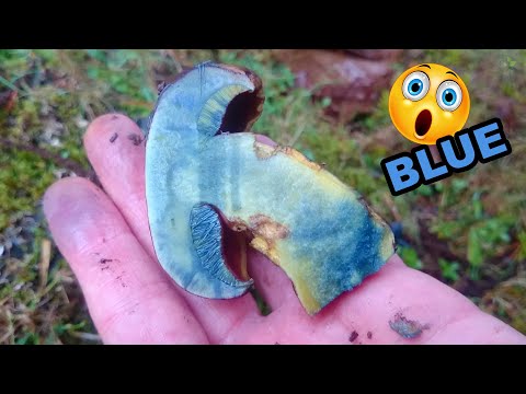 Blue-staining boletes (4 species)
