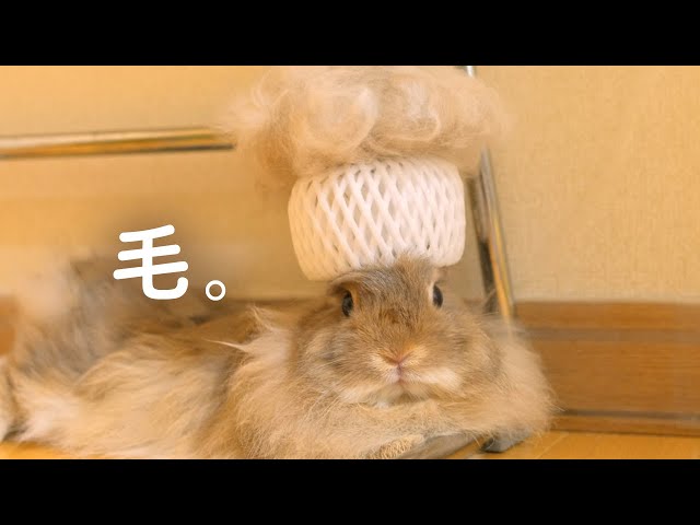 うさぎの頭に毛が生えた。No.124