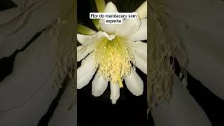 Flor Do Mandacaru Sem Espinho