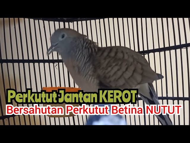 Nutut KEROT Perkutut lokal gacor bersahutan dengan suara perkutut betina memanggil jantan ,99% NYAUT class=