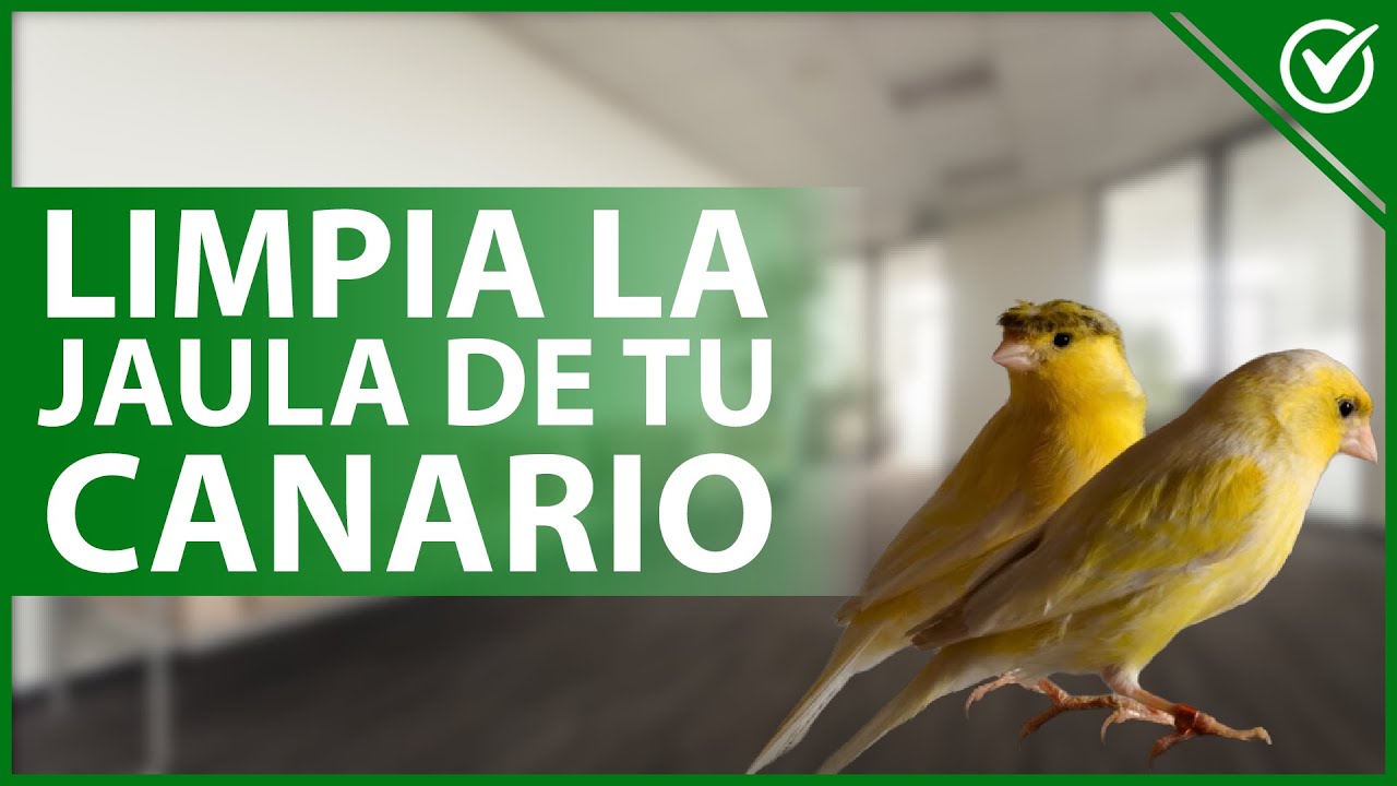 🐤 ¿Cómo LIMPIAR la JAULA de mi CANARIO y cada cuanto tiempo es ideal