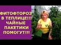 ФИТОФТОРА В ТЕПЛИЦЕ! ПОПЬЕМ ЧАЙКУ!!! Чайные пакетики и йод в борьбе с фитофторой помидор, огурцов