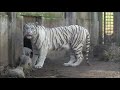 ホワイトタイガー赤ちゃん展示場デビュー