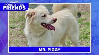 Mr. Piggy is the life of the party | Forgotten Friends