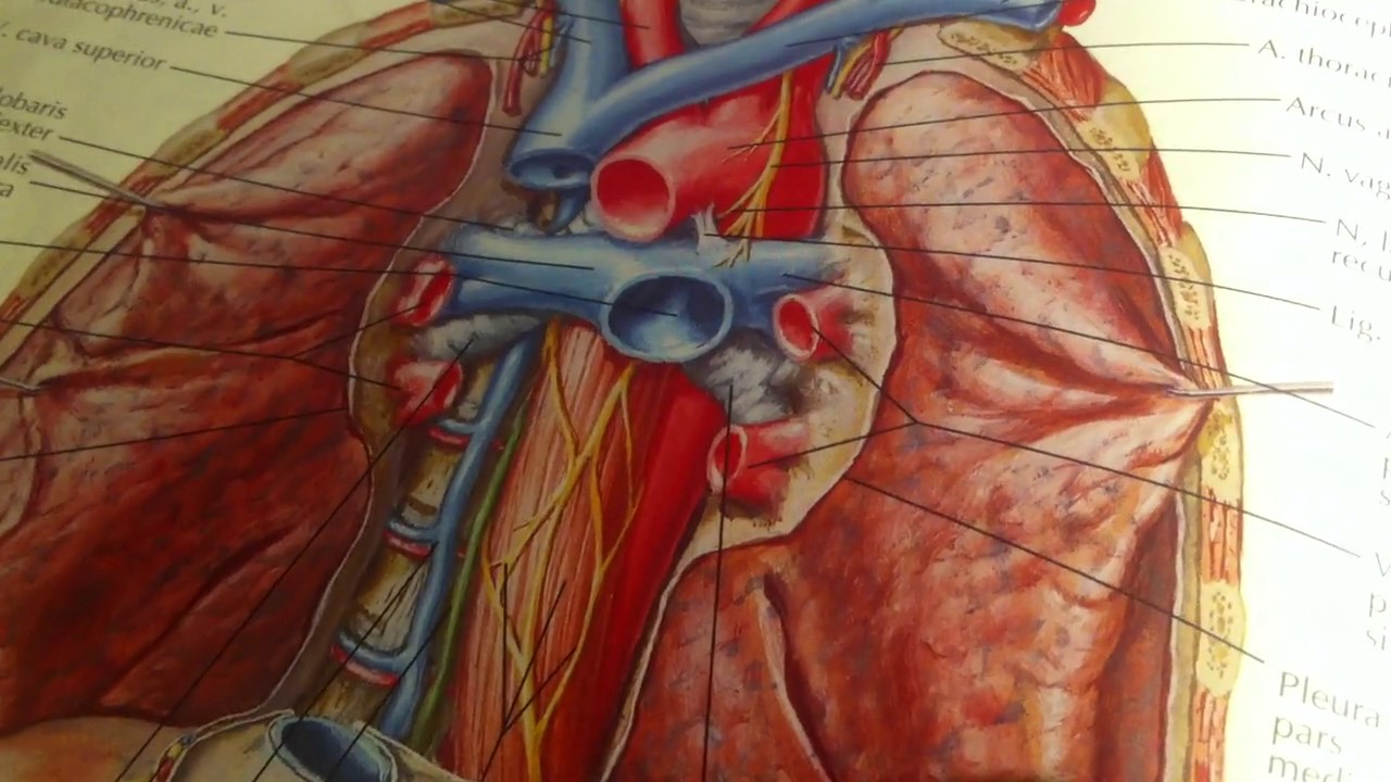 3 42 Лимфатические узлы брюшной полости