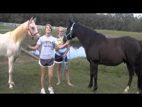 What is a good horse related science project?