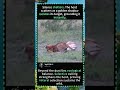 The Brutal Truth of the Food Chain | Wildlife Shorts#FoodChain #EcologicalBalance