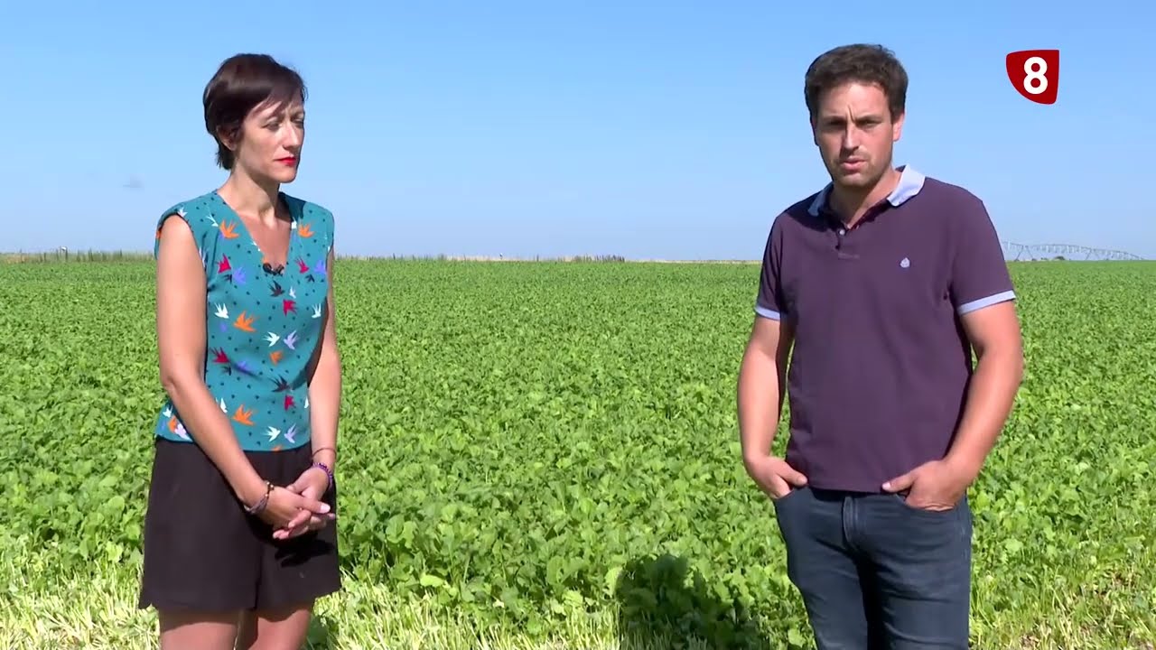 Introducción del grelo en Salamanca - Campo salmantino 24 de julio de 2023