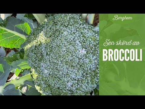 Video: Lär dig hur och när du ska skörda broccoli