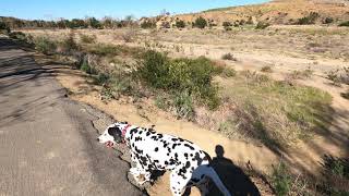 Dalmatian Venture GoPro Hero9 4K