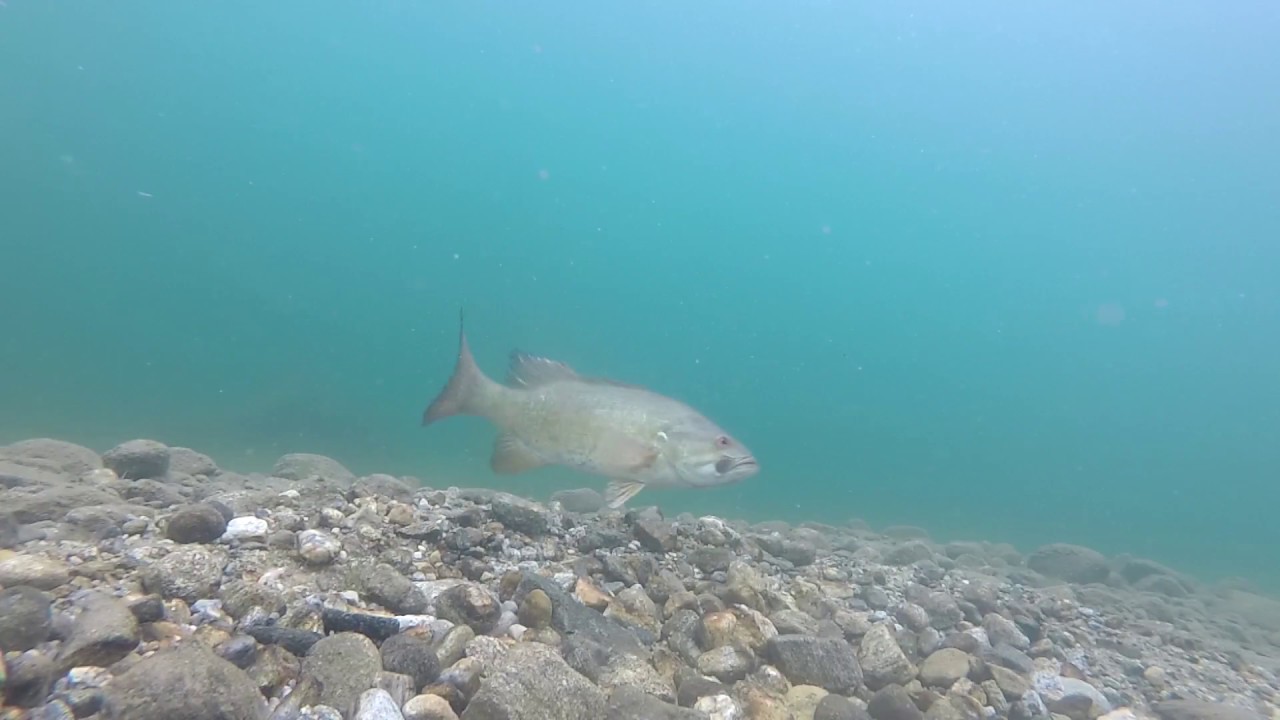 INCREDIBLE Smallmouth Bass Eating Lures Compilation !!! Ultra Clear
