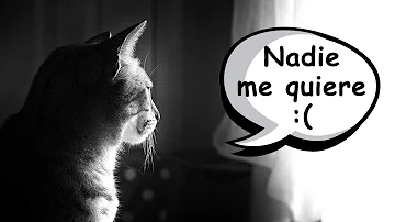 ¿Puede un gato sentirse solo?